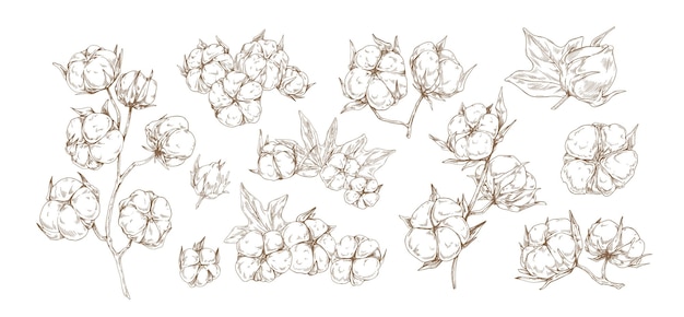 Set d'illustration graphique vectorielle monochrome de fleurs de coton brut Collection de différentes bourgeons floraux de plantes avec des branches et des feuilles isolées sur un fond blanc Herbe organique naturelle moelleuse