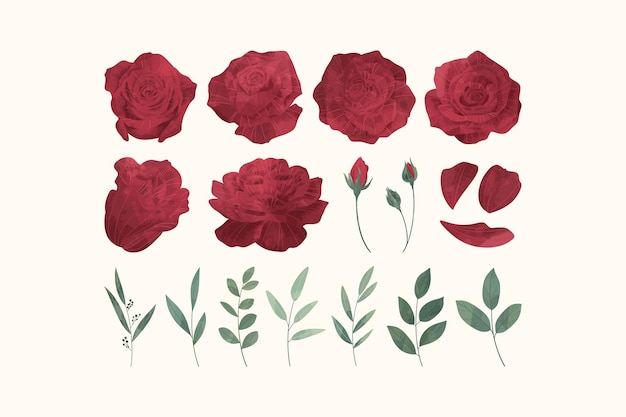 Set d'illustrations de fleurs de roses rouges