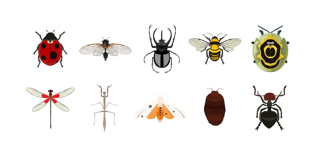 Set D'illustrations Sur Les Insectes