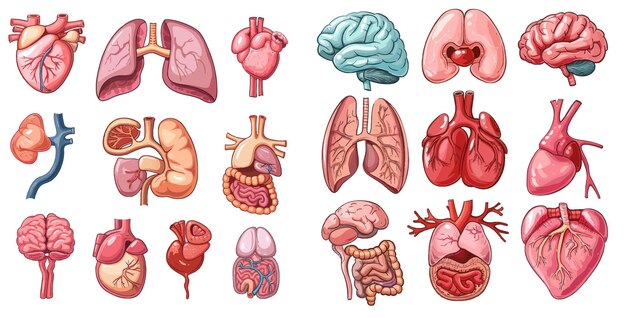 Vecteur set d'illustrations sur les organes internes