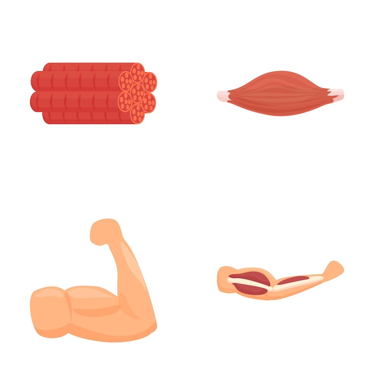 Vecteur set d'illustrations représentant différents types de muscles humains à usage éducatif