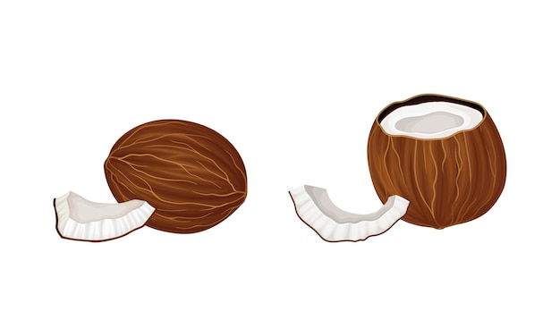 Set de noix de coco exotique mûre brune Illustration vectorielle de fruits juteux tropicaux entiers et à moitié frais