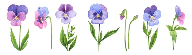 Vecteur set de pansies à l'aquarelle des fleurs de jardin dessinées à la main clipart sur fond blanc