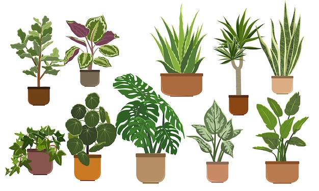 Set Plantes d'intérieur Plantes d'intérieur dans des pots en céramique marron