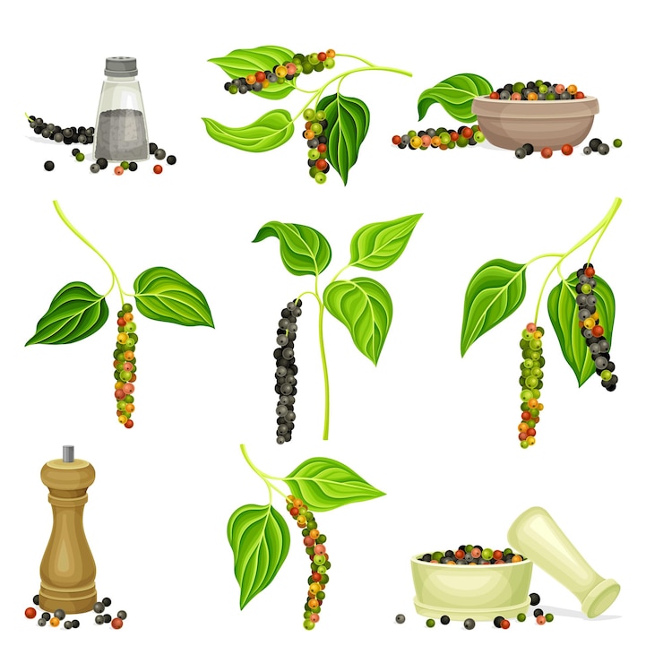 Vecteur set de plantes de poivre noir illustration vectorielle de l'herbe organique naturelle