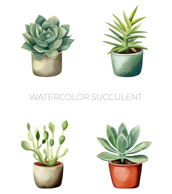 Vecteur set de plantes succulentes aquarelles en pot plantes mexicaines aquarelles pot de fleurs isolé sur blanc