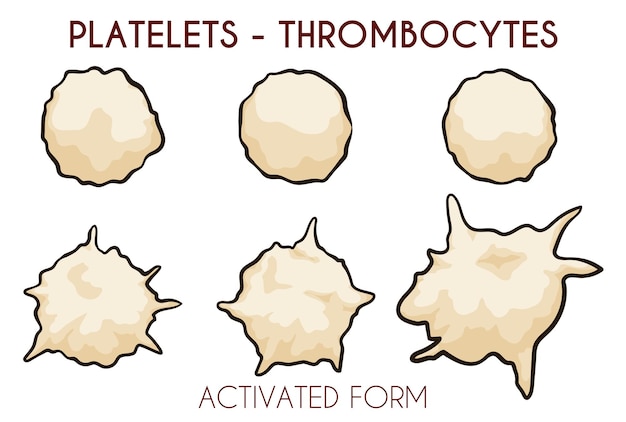 Vecteur set avec plaquettes ou thrombocytes en version normale et activée