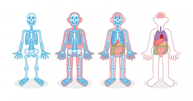 Vecteur set pour infographie quatre corps humain avec différents os squelette х rayons organes internes personne. coeur cerveau foie estomac intestin mince côlon poumons.