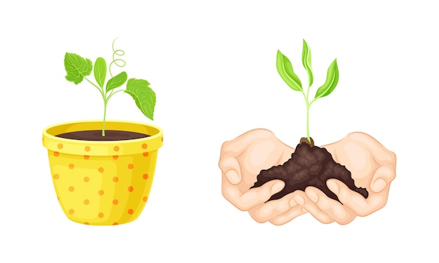 Set de vecteurs de transplantation de semis ou de jeunes plantes poussant dans des pots et du sol tenus par les mains humaines