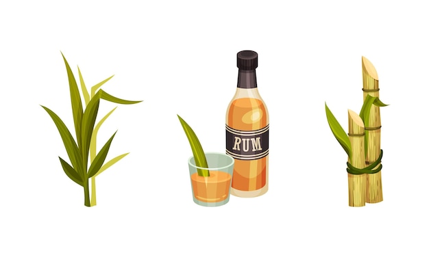Set vectoriel de tige fibreuse de canne à sucre et de rhum en bouteille de verre