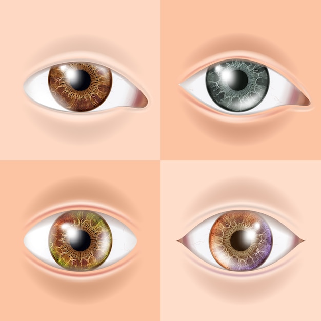 Set yeux humains