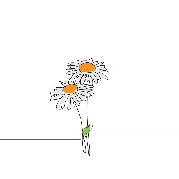 Un seul dessin de fleur de marguerite de beauté isolé sur fond blanc