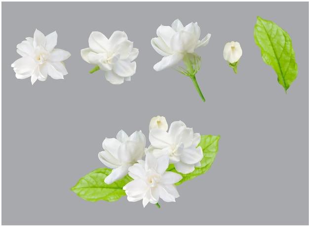 Une seule fleur de jasmin blanc jasmin thaïlandais Jour de la mère coupe de fond blanc avec chemin de coupe