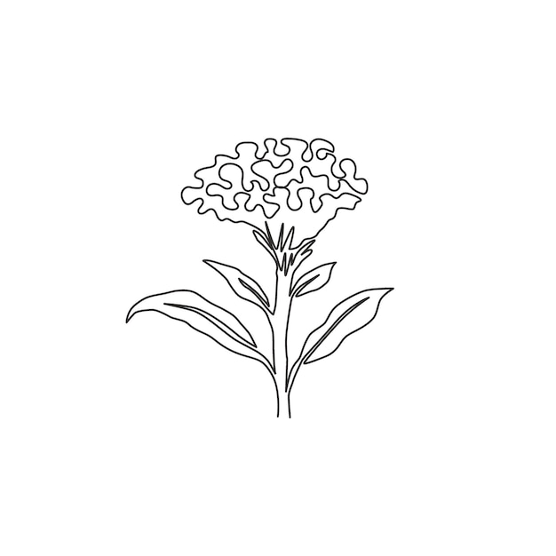 Vecteur une seule ligne dessin beauté laine fleur affiche art cockscomb fleur design illustration vectorielle