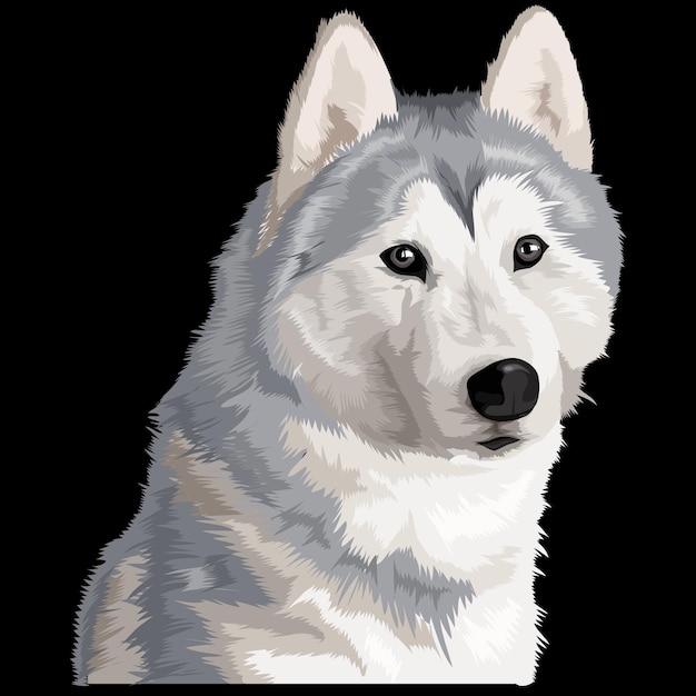 Vecteur siberian husky minutieusement illustré regarde quelque chose