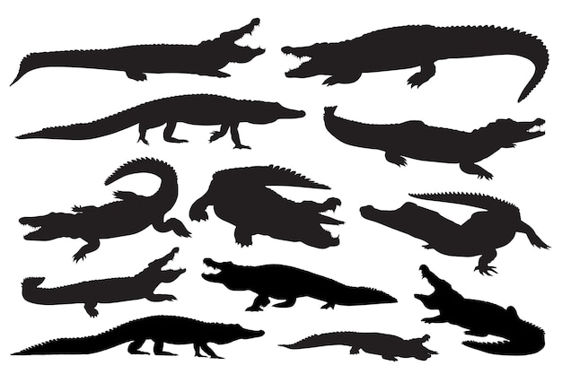 Silhouette d'alligator