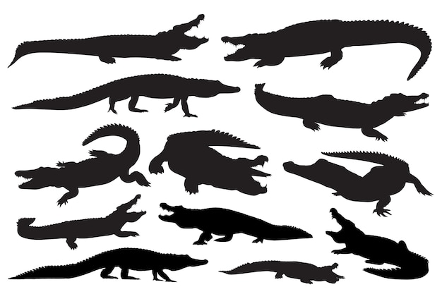 Silhouette D'alligator