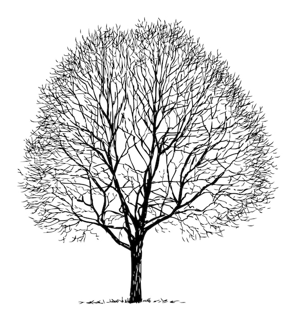 Vecteur silhouette d'arbre à feuilles caduques nues croquis vectoriel saisonnier unique illustration dessinée à la main