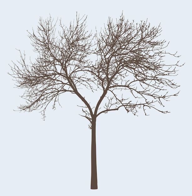 Vecteur silhouette de l'arbre à feuilles caduques