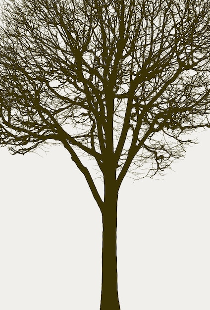 Silhouette d'un arbre sans feuilles
