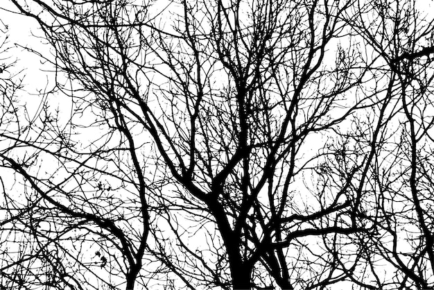 Silhouette de branche d'arbre sur fond transparent