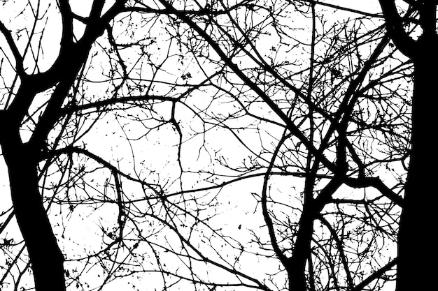 Silhouette D'une Branche D'arbre Sur Un Fond Transparent