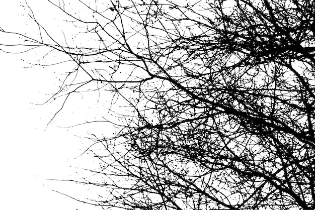 Silhouette de branche d'arbre sur fond transparent
