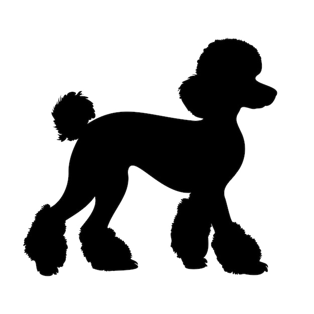 Silhouette de chien caniche marchant isolé sur fond blanc Illustration vectorielle