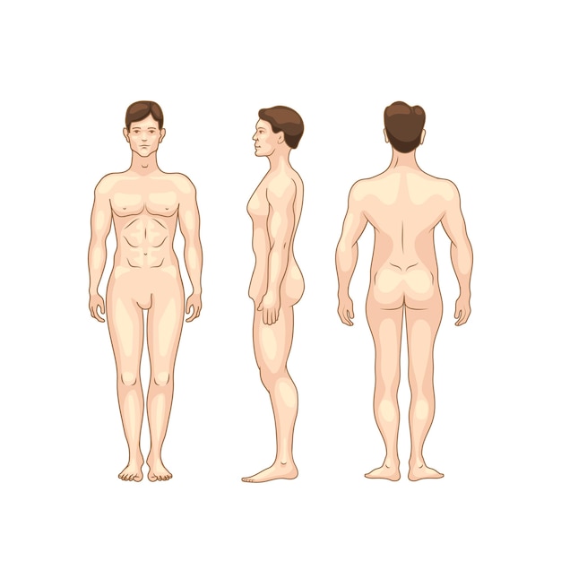 Vecteur silhouette colorée du modèle d'anatomie détaillée du corps des hommes de différents côtés isolé sur blanc