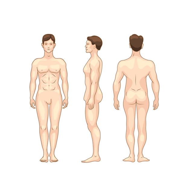 Silhouette Colorée Du Modèle D'anatomie Détaillée Du Corps Des Hommes De Différents Côtés Isolé Sur Blanc