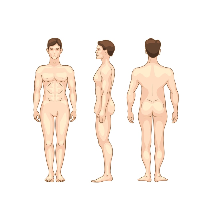 Silhouette colorée du modèle d'anatomie détaillée du corps des hommes de différents côtés isolé sur blanc