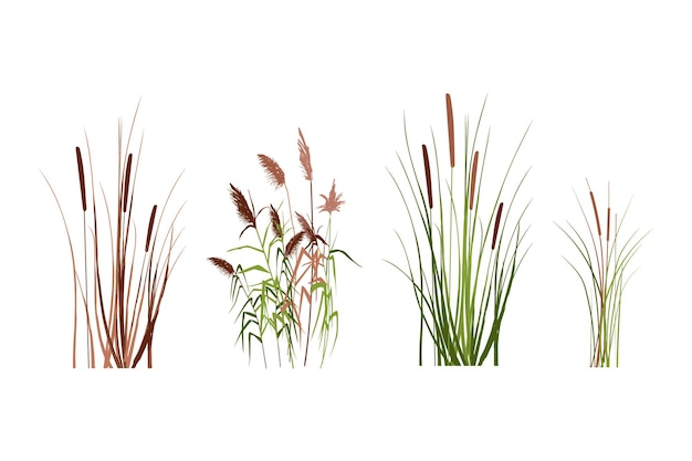 Vecteur silhouette colorée de roseaux, de carex, de canne, de scirpe ou d'herbe sur fond blanc. illustration vectorielle.