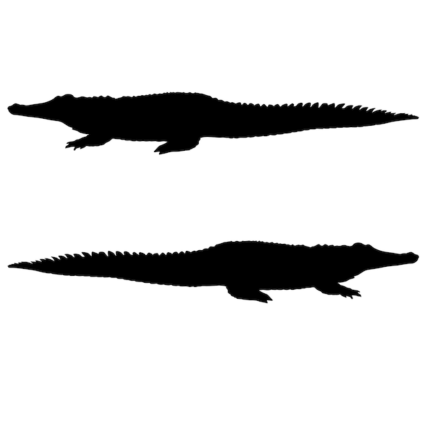 Vecteur silhouette du crocodile sur fond blanc