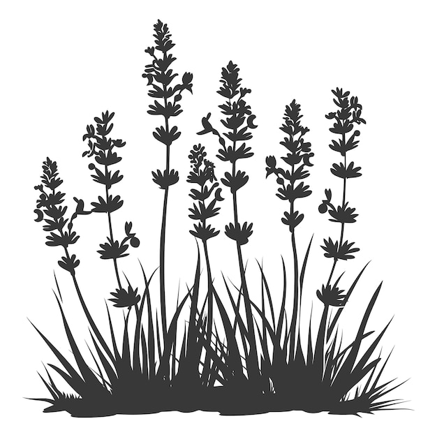 Vecteur silhouette de fleur de lavande dans le sol couleur noire seulement