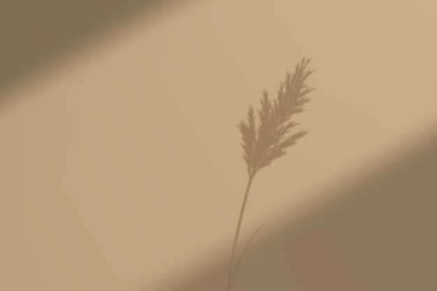 Silhouette d'herbe botanique à la lumière du soleil sur un fond beige doux