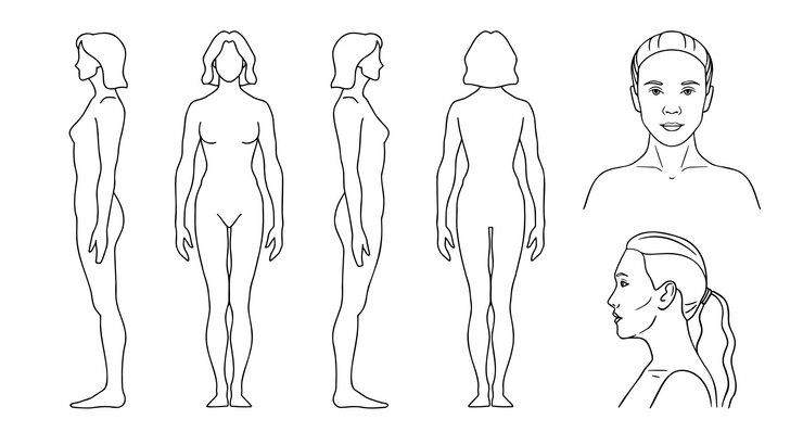 Vecteur silhouette humaine femme contour modèle ligne vectorielle figure d'une personne à l'avant à l'arrière