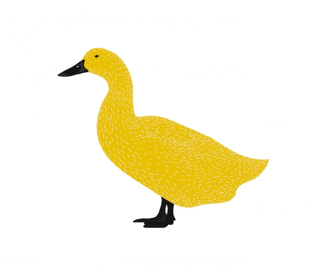 Vecteur silhouette d'illustration de canard - illustration animale isolée en noir et jaune.