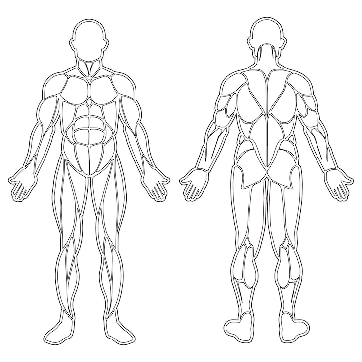 Vecteur silhouette des muscles du corps humain