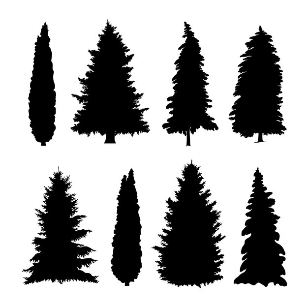 La silhouette noire des arbres est l'épinette et le thuja