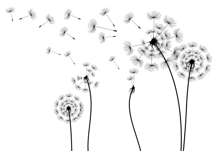 Vecteur silhouette noire avec des bourgeons de pissenlit volants