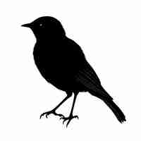 Vecteur silhouette d'oiseau corps entier couleur noire seulement