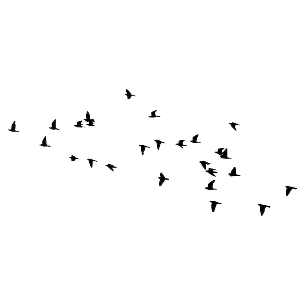 Vecteur silhouette des oiseaux