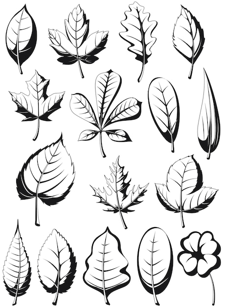 Vecteur silhouette plante feuilles illustration feuille isolé contour ensemble