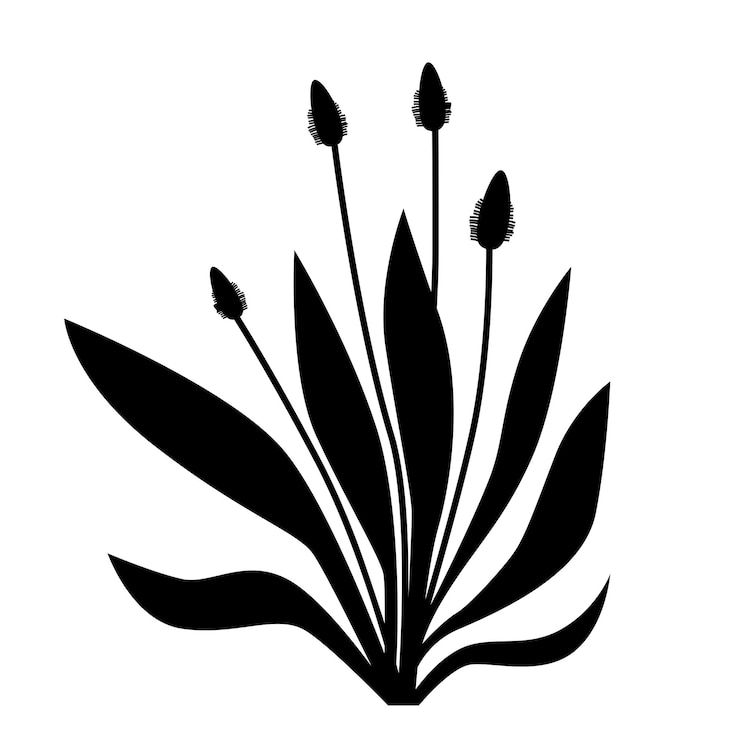 Vecteur silhouette de plante médicinale plantain lancéolé