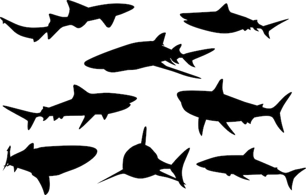 silhouette de requin sauvage