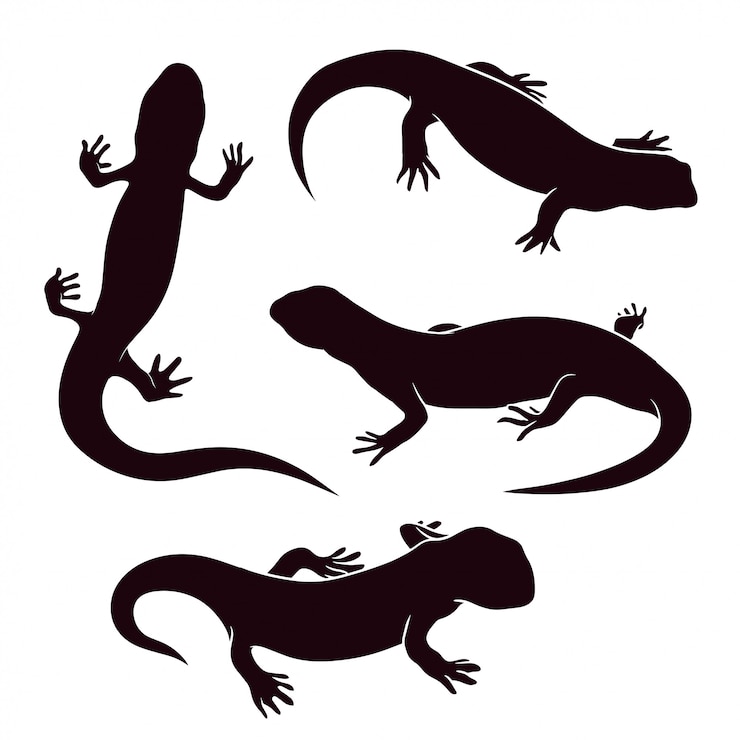 Vecteur silhouette de salamandre dessinés à la main