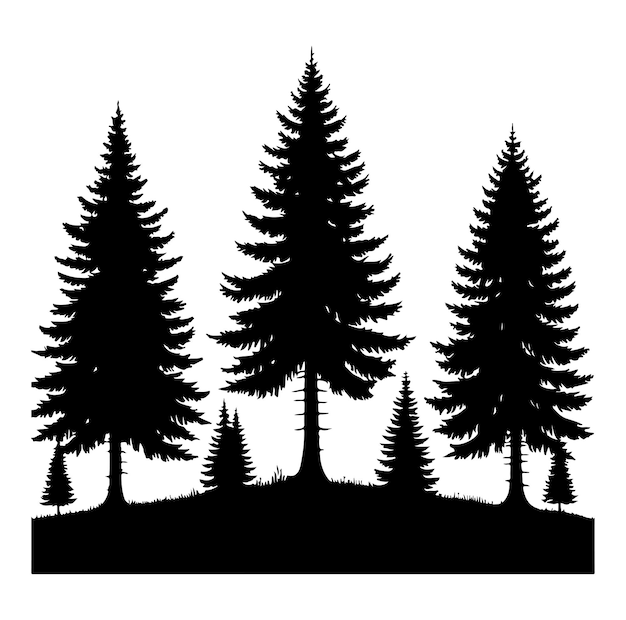 silhouette des sapins de la forêt de pins