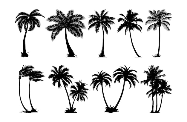 Vecteur silhouette vectorielle du palmier à noix de coco