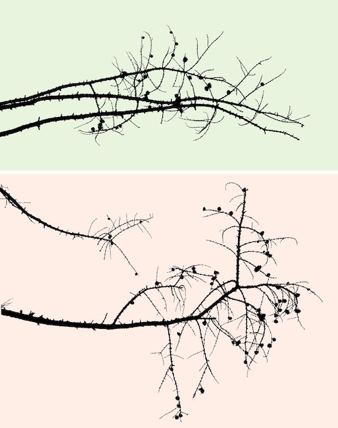 Silhouettes de branches de pin nues avec cônes