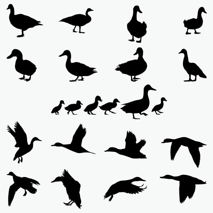 Vecteur silhouettes de canard